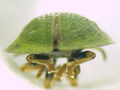Cassida rubiginosa